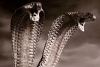 Cobra de 2 cabezas es hallada en la India