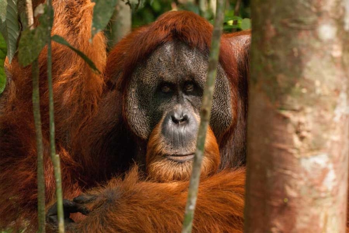 El primate pudo curarse gracias al uso de plantas medicinales