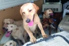 Rescatan a perros de hacinamiento en CDMX