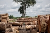 Estados Unidos colaborará con la RD del Congo para prevenir la extracción petrolera en bosques