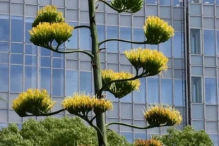 La pita, nombre del agave, tiene actualmente una altura de aproximadamente 8 metros, y expertos calculan que apareció hace más de 60 años. 