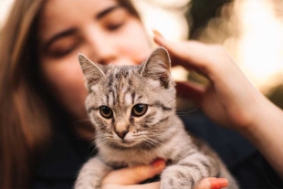 9 de cada 10 personas consideran a su gato un miembro más de la familia