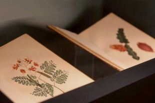 Entre el acervo de la exposición destacan 9 libretas de pequeño formato lleno de bocetos de plantas y flores