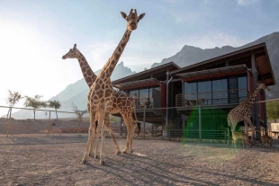 Xhant: inauguran en México el primer hotel con jirafas