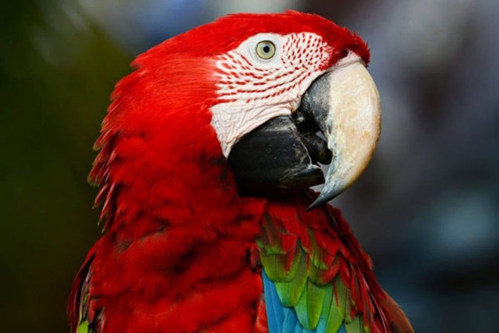 Cañón Sabino, santuario de las guacamayas en México