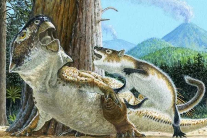 ¡Épico! Pelea entre un mamífero y dinosaurio queda plasmada en raro fósil