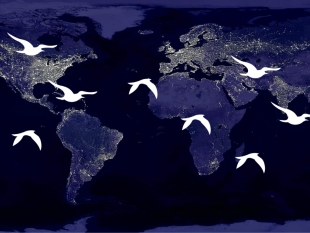 ONU lanza el primer Atlas sobre aves migratorias