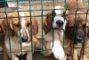 Nuevo León prohíbe la venta y adopción de mascotas menores a cuatro meses