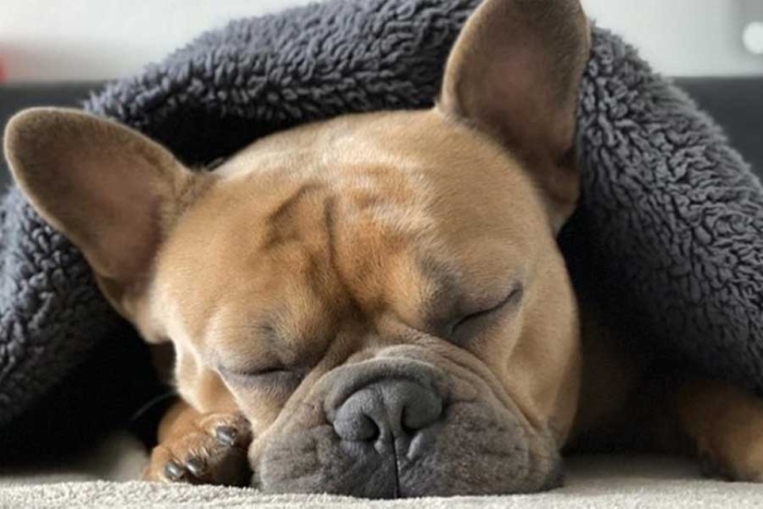 Los autores descubrieron evidencia convincente de que los perros también son capaces de disfrutar sus largos periodos de descanso