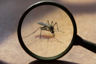 ¿Quieres alejar a los mosquitos? Los científicos tienen la respuesta