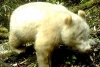 Un panda albino es captado por primera vez en una reserva natural
