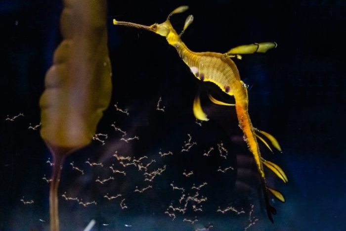 Eclosionan con éxito más de 70 huevecillos de un dragón marino macho “embarazado”