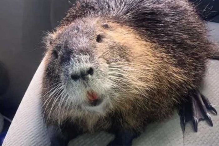 Nutria desafía las leyes locales y se queda con su familia adoptiva