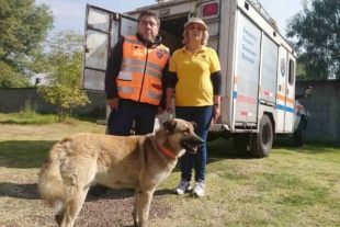 En dos años rescatan a 302 perritos en el Metro