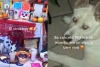 ¡Salió muy vivo! Cachan a perrito comiéndose la ofrenda y su reacción se hace viral