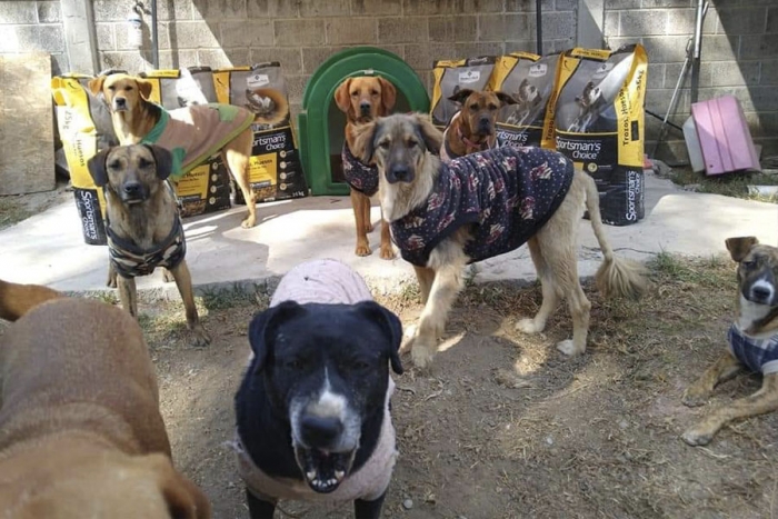 Incendian refugio de perros en Edoméx