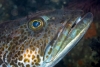 Bacalao del pacífico: el pez que pierde 20 dientes al día y le vuelven a crecer