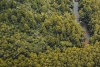 Los bosques brasileños dejan de absorber dióxido de carbono y pasan a emitir gas