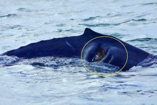 ¡De no creerse! En Cabo San Lucas, barco atropella a una ballena y le provoca heridas graves