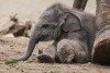 Encuentran en la India crías de elefante enterradas, ¿Qué significado tiene?