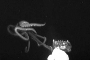 Grupo de investigadores graba calamar gigante en el Golfo de México