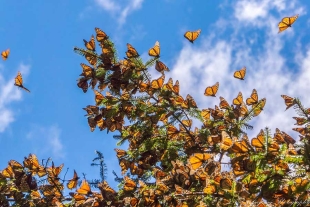 Interesante; revelan que las mariposas migratorias tienen una mayor diversidad genética