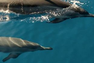 ¡Lamentable! Cientos de delfines aparecieron muertos en las costas de Ghana