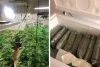 Aseguran invernadero con plantas de marihuana
