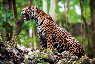 Encuentran jaguar muerto a balazos en Jalisco