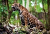 Encuentran jaguar muerto a balazos en Jalisco