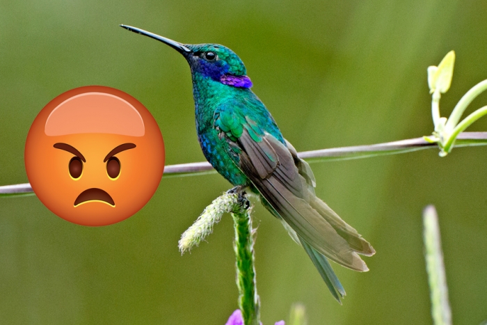 El ritual de brujería que está acabando con los colibríes en México