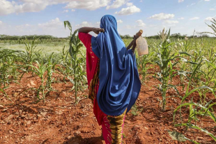 La Unocha solicitó la ayuda urgente para evitar el colapso de los medios de vida ganaderos y agrícolas