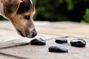 Masticar o comer piedras podría significar otros problemas, entre ellos estrés