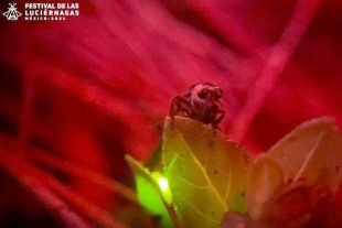 Photinus Totiwi, la nueva especie de luciérnaga descubierta en el Edomex