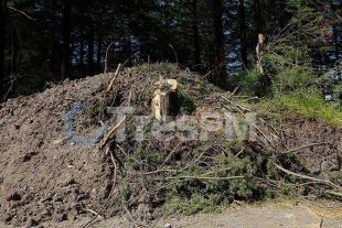 Ante la indiferencia de autoridades aumenta tala ilegal en el Valle de Toluca