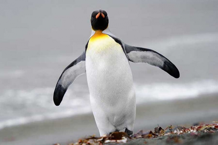 El excremento del pingüino rey produce gas hilarante