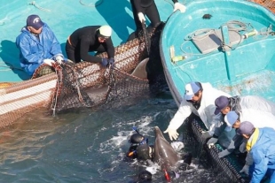 Da inicio la polémica caza anual de delfines y ballenas en Taiji, Japón