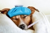 ¿El coronavirus puede afectar a los perros?