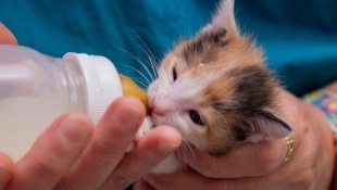 ¿Viajes gratis? Aerolínea lanza insólita campaña para fomentar la adopción de gatos