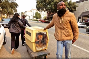 Buscará proteger a las mascotas ante este tipo de desastres en California