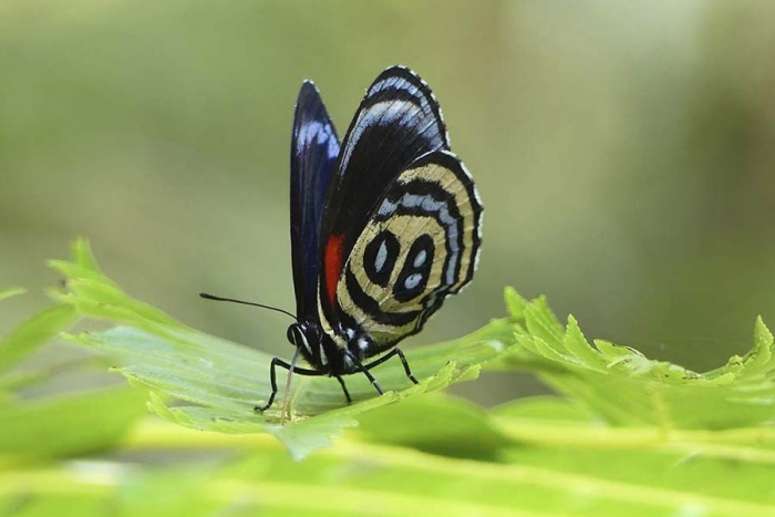 Colombia, el país con más especies de mariposas en el mundo