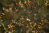 El sonido de millones de mariposas monarcas volando es único