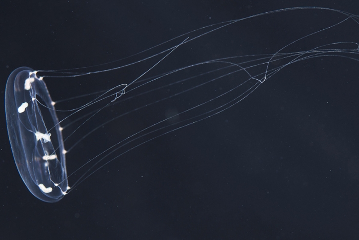 Científicos modifican genéticamente a medusa para poder “leer su mente”