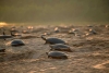 Biólogos esperan la mayor anidación de tortugas en la frontera entre Bolivia y Brasil