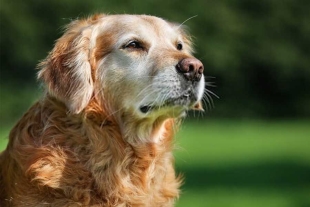 Tamaño del cuerpo determina la longevidad y declive mental de los perros: estudio