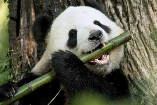El estudio de la evidencia detectó que las moléculas pueden ajustar los niveles de la dopamina en los pandas