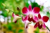 UAEM realiza acciones para conservación de la orquídea