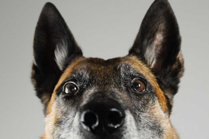 ¿Será? Pastor Belga Malinois es la raza de perro más inteligente, según reciente estudio