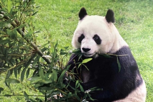 Buen viaje, “Shuan Shuan”; muere la panda más longeva de México