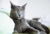 Federación Internacional de Felinos prohíbe la exportación de gatos rusos